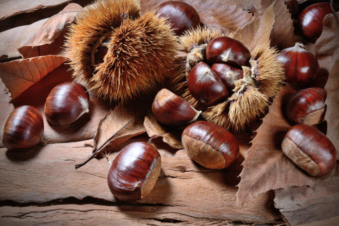 Ripe chestnuts on bark background.