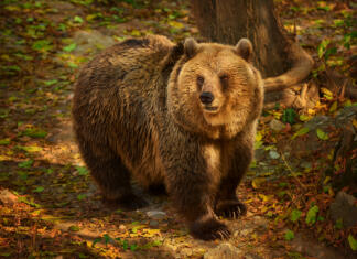 Severna Makedonija ima težave s prevelikim številom medvedov Stunning view of brown bear in the forest. Wild animal concept.