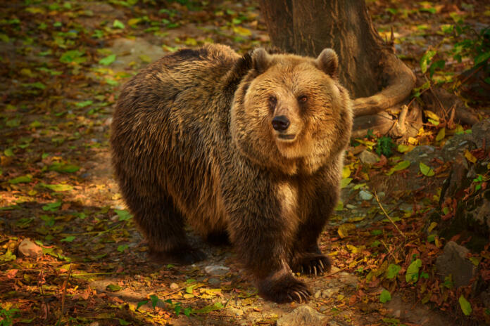 Stunning view of brown bear in the forest. Wild animal concept.