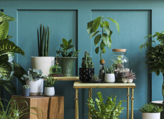 Kdaj je rastline potrebno premakniti v notranje prostore? Stylish living room interior filled a lot of beautiful plants in different design pots. Composition of home garden jungle. Modern home decor. Floral concept. Template.