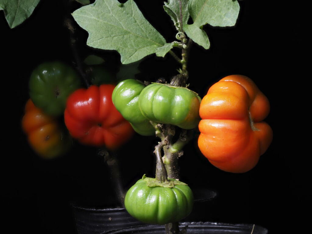 Tokyo,Japan - September 24, 2021: Closeup of Solanum Integrifolium or Pumpkin on a Stick or Solanum Pumpkin on black background