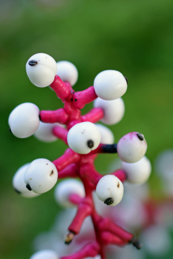 White baneberry (Actaea Alba) also known as White Doll's Eyes. Vertical close up image.