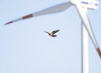 Ali vetrne elektrarne resnično pobijejo toliko ptic? A bird of prey hovering in front of a wind turbine hunting for mice.
