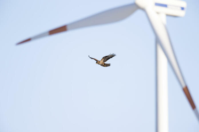 A bird of prey hovering in front of a wind turbine hunting for mice.