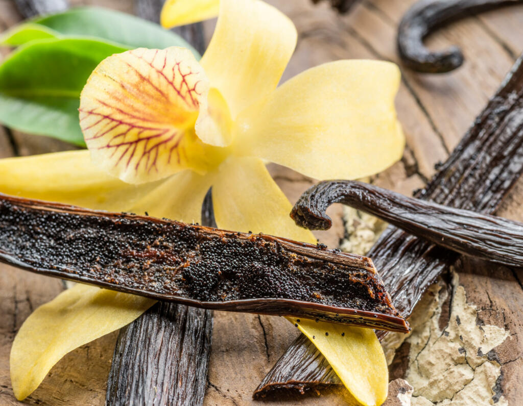 Dried vanilla fruits and vanilla orchid on wooden table. Close-up.