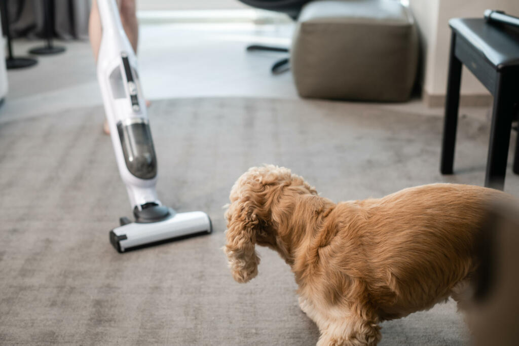 The dog is watching the cleaning in the house with a vacuum cleaner. The dog runs away from the vacuum cleaner.