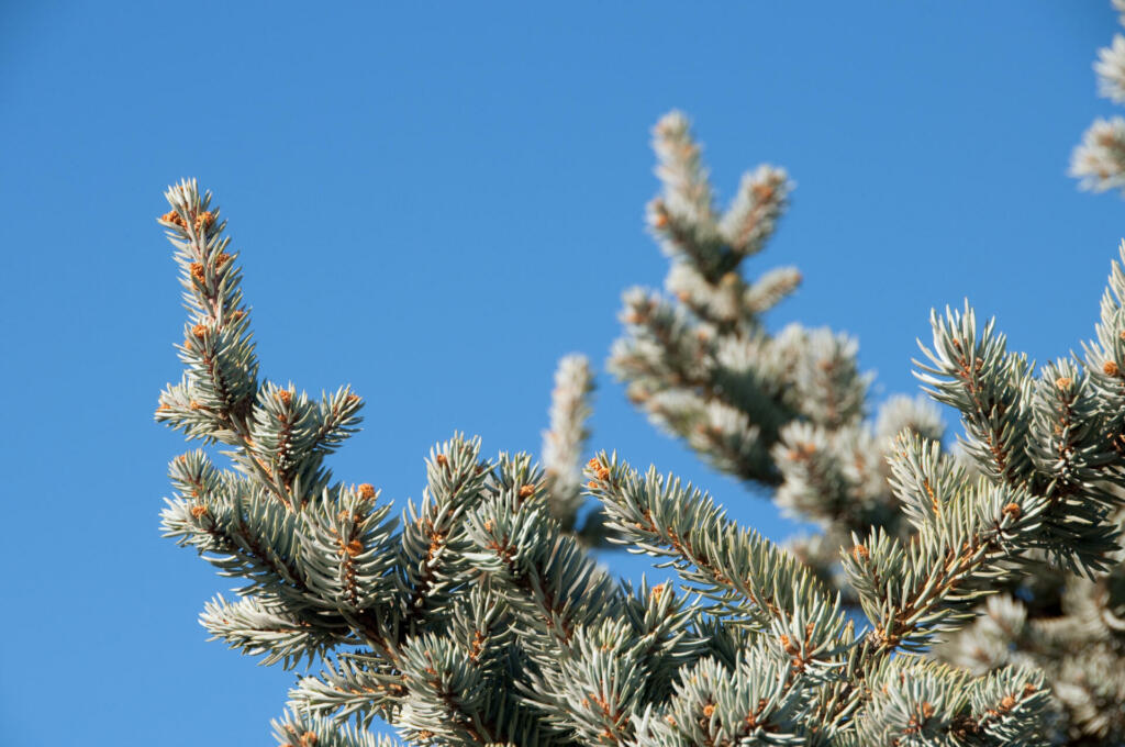 fraser fir christmas tree