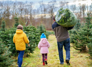 Kako izbrati popolno božično drevo? Happy family, man and two children with Christmas tree on fir tree cutting plantation. Preschool girl, kid boy and father choosing, cut and felling own xmas tree in forest, tradition in Germany.