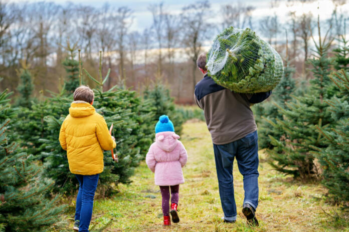 Happy family, man and two children with Christmas tree on fir tree cutting plantation. Preschool girl, kid boy and father choosing, cut and felling own xmas tree in forest, tradition in Germany.
