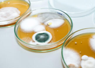 Na teh javnih mestih se nabere največ bakterij… Molds colonies culture in petri dishes with mea malt extract agar. Fungus growth in plate of Medical tests or Laboratory experiment.