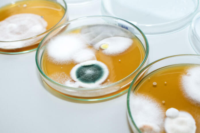 Molds colonies culture in petri dishes with mea malt extract agar. Fungus growth in plate of Medical tests or Laboratory experiment.