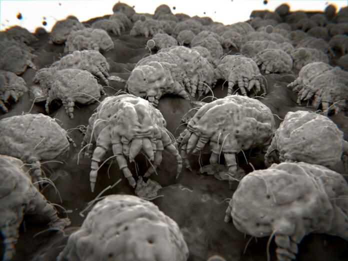 Dust mites eat flakes of shed human skin and other organic detritus. Their feces are the inducers of allergenic reactions.