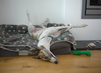 Dreser psov razkril, katerih treh pasem ne bi nikoli imel doma! Ena od njih je presenetljiva … Fast asleep, this large pet greyhound dog assumes an unusual position, with back legs in the air, front legs crossed, nose on the floor. Comfy dog bed