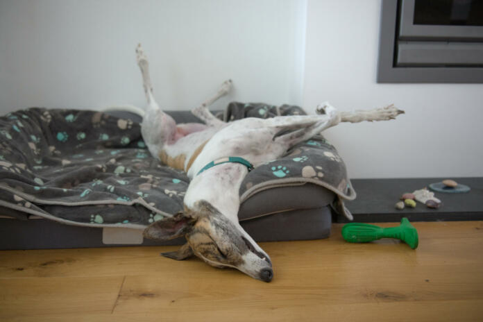 Fast asleep, this large pet greyhound dog assumes an unusual position, with back legs in the air, front legs crossed, nose on the floor. Comfy dog bed