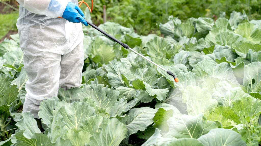 a farmer in a protective white suit treats white cabbage with pesticides against diseases and pests, pest control and plant diseases to obtain a large harvest