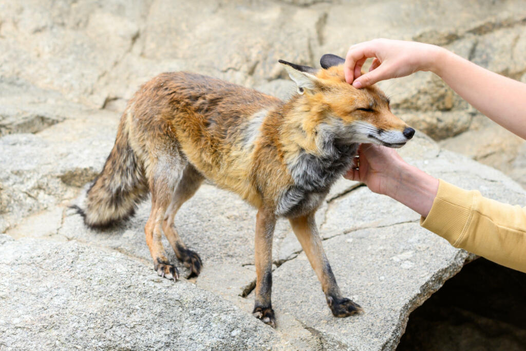 A fox closes its eyes when petted by people.