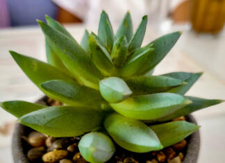 Dve leti je zalivala svojo najljubšo rožo, nato izvedela grenko resnico Amazing Suculent Plant