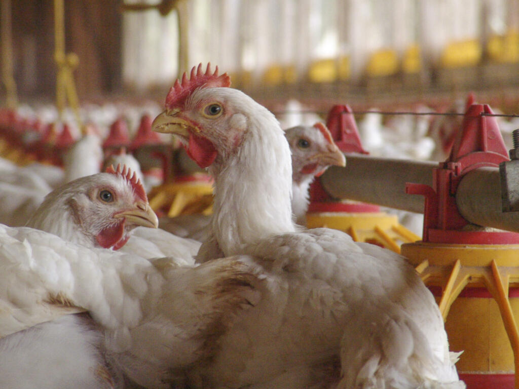 Chicken in a poultry farm