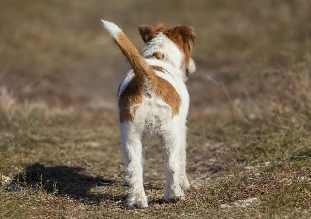 Dog tail and backside - small jack russell pet puppy walking in the grass