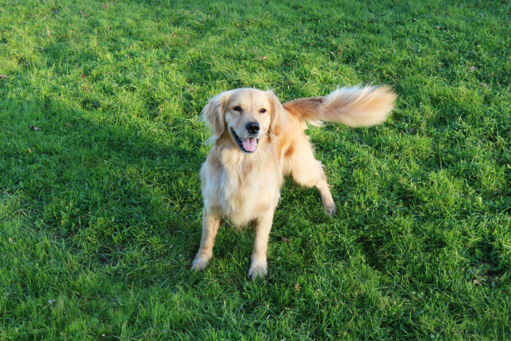 Golden Retriever Standing On Green Grass And Wagging Her Tail