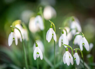 Nabiranje zvončkov vas lahko stane več tisoč evrov! Pretty snowdrop flowers in the February sunshine, with a shallow depth of field