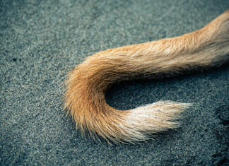 Zakaj psi mahajo z repom? Odgovor je kompleksnejši kot se mislili Tail of a dog on a sandy beach in the morning.