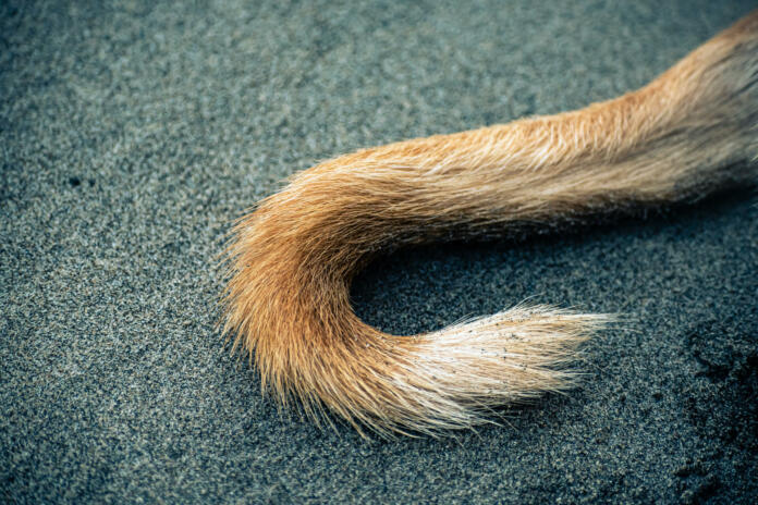 Tail of a dog on a sandy beach in the morning.