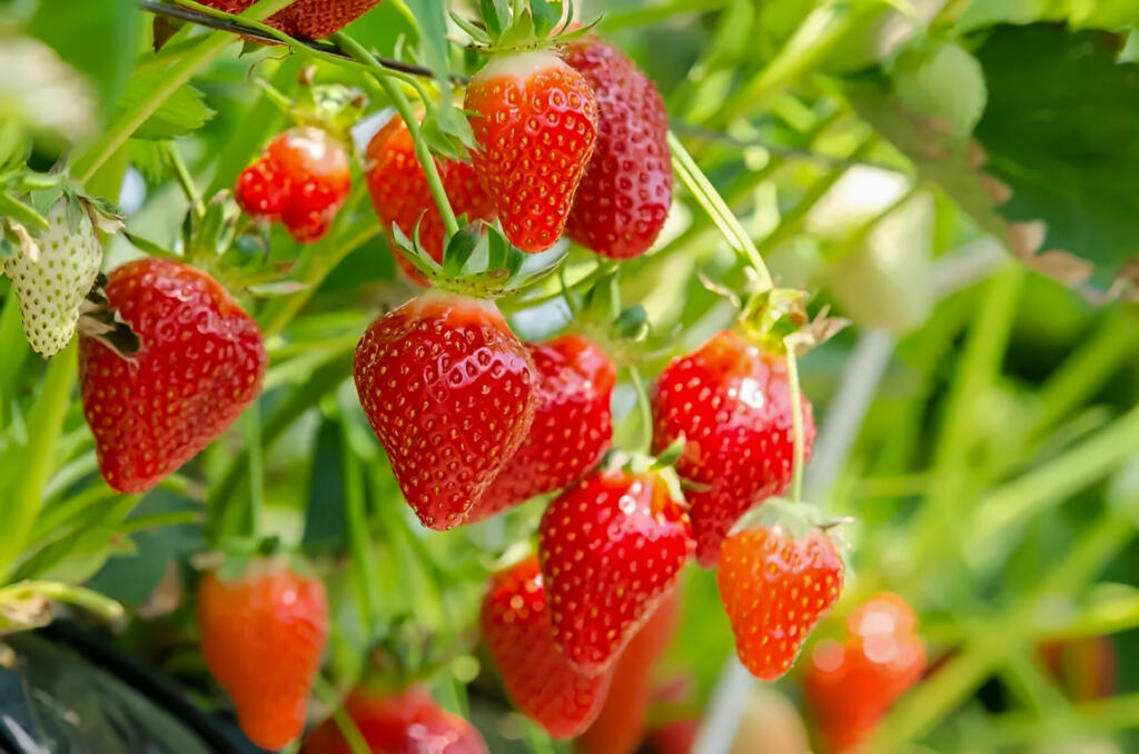 This photo shows fresh strawberries hanging from the plant. Strawberries are ready to be harvested by farmers
