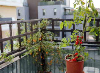 Vrtičkarstvo v mestu: Kako ustvariti urbani vrt Tomato plant in the pot on the terrace of a house in the city