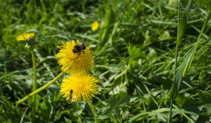 Bumblebee collecting pollen in two yellow dandelion flower with diffused green grass background. Bee on flower. concept for international Women's day on March 8 with copy space
