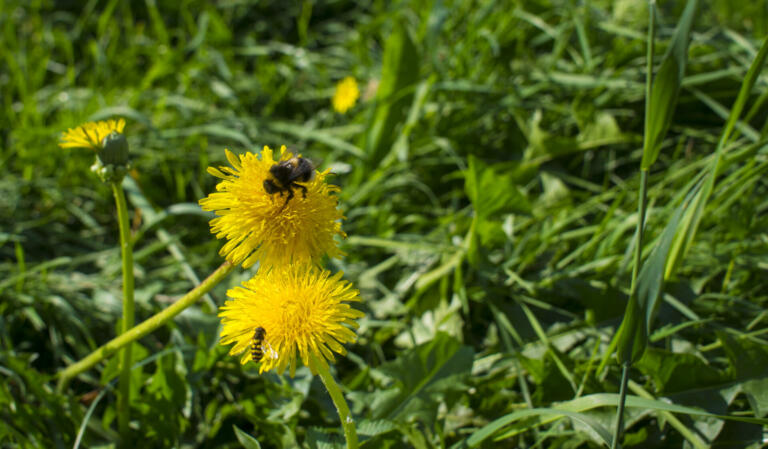 Bumblebee collecting pollen in two yellow dandelion flower with diffused green grass background. Bee on flower. concept for international Women's day on March 8 with copy space