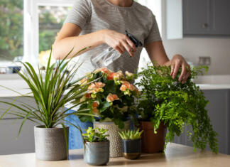 Ko sadite rože, zakopljite nekaj tega na dno lonca: rastline bodo uspevale in cvetele kot še nikoli! Close Up Of Woman Caring For And Watering House Plants With Spray