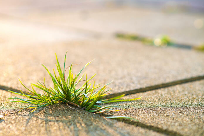 Closeup detail of weed green plant growing between concrete pavement bricks in summer yard.