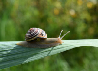 Triki, kako se znebiti polžev na vrtu – pomagajo tudi jajčne lupine Closeup of a striped grove snail on the leaf