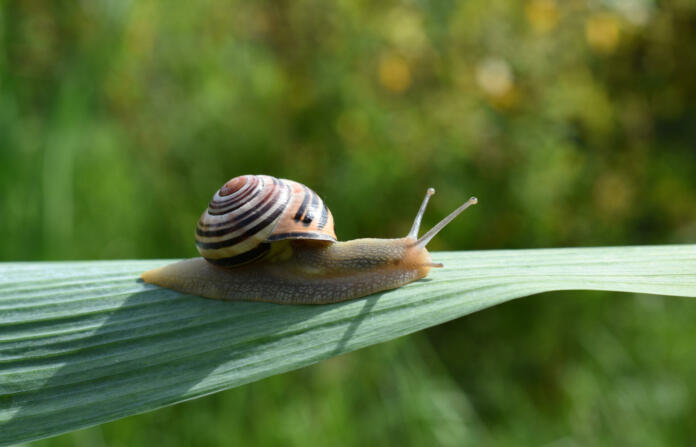 Closeup of a striped grove snail on the leaf