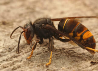Če vas piči sršen: to je postopek, ki vam lahko reši življenje Closeup on a worker Asian long legged predatory hornet, Vespa velutina sitting on a piece of wood in Southern France
