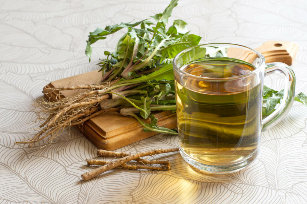 Dandelion herbal tea in mug, dandelion leaves and roots on cutting board. Medicinal plant dandelion (Taraxacum officinale) is used in herbal medicine and healthy nutrition