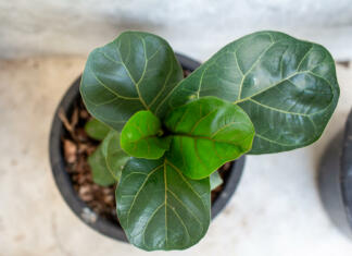 Strokovnjaki razkrivajo: kako v 4 preprostih korakih presaditi fikus, eno najljubših sobnih rastlin? Little Fiddle leaf fig tree in a black pot, top view.