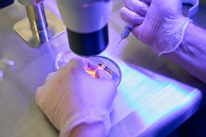 Reproductology laboratory assistant adding special drops with capillary holder for retrieving spermatozoa before injection, ICSI procedure