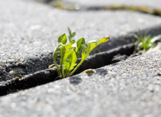 A veste, kako se na naraven način znebite plevela med ploščicami? Green leaves of a plant grow from a crack in a tile, macro photo