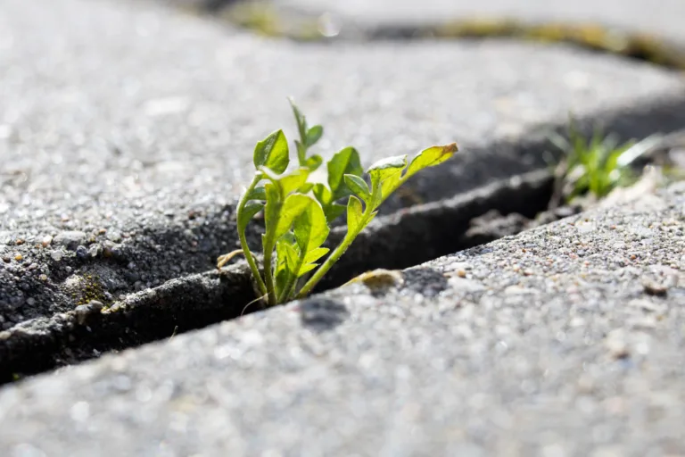 Green leaves of a plant grow from a crack in a tile, macro photo