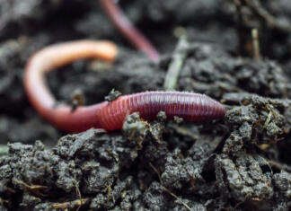 Deževniki na vrtu so dober znak, veselite se, ko jih vidite Red earthworms on the compost. Close up.