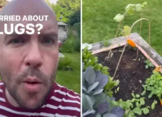 Polži so vdrli v njegov vrt, neverjetno, kako se jih znebil! In to samo za 28 centov … Foto: Instagram@tomindeed