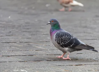 Preprost trik za odganjanje golobov in drugih ptic z vrta ali balkona A feral pigeon stands on a brick sidewalk, its feathers are bright and colorful and its eyes are striking red.