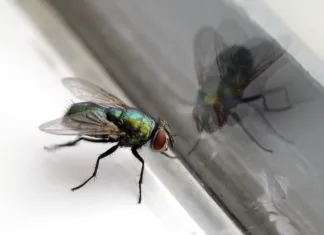 Odstranite muhe s temi 3 triki in napravami Closeup of a housefly with its reflection in a glass window