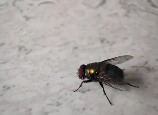 Fenomenalni trik, s katerim boste pregnali vse muhe iz hiše Closeup view and selective focus of a house fly on the floor