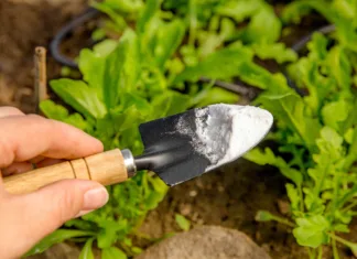Soda bikarbona na vrtu: Rože cvetijo, polži bežijo, zemlja se čisti! Selective focus on person hand holding gardening trowel spade with pile of baking soda, blurred salad plants. Using baking soda, sodium bicarbonate in home garden and agricultural field concept.