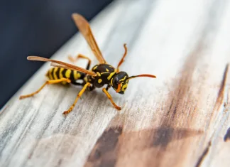 5 stvari, ki privabljajo ose in nanje ne pomislimo Close-up of wasp