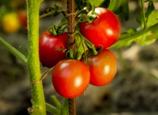 Ljudje okoli paradižnika množično posipavajo sodo bikarbono! Če to storite, čez 2 dni ne boste verjeli svojim očem Closeup of ripe tomato bunch growing at domestic backyard garden.