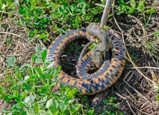 Kače imajo še posebej izostren čut: če jih ne želite na svojem dvorišču, odstranite te vonjave Dice snake or water snake (Natrix tessellata) in nature, close-up, Burdur,Turkey